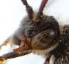 Nomada flavoguttata